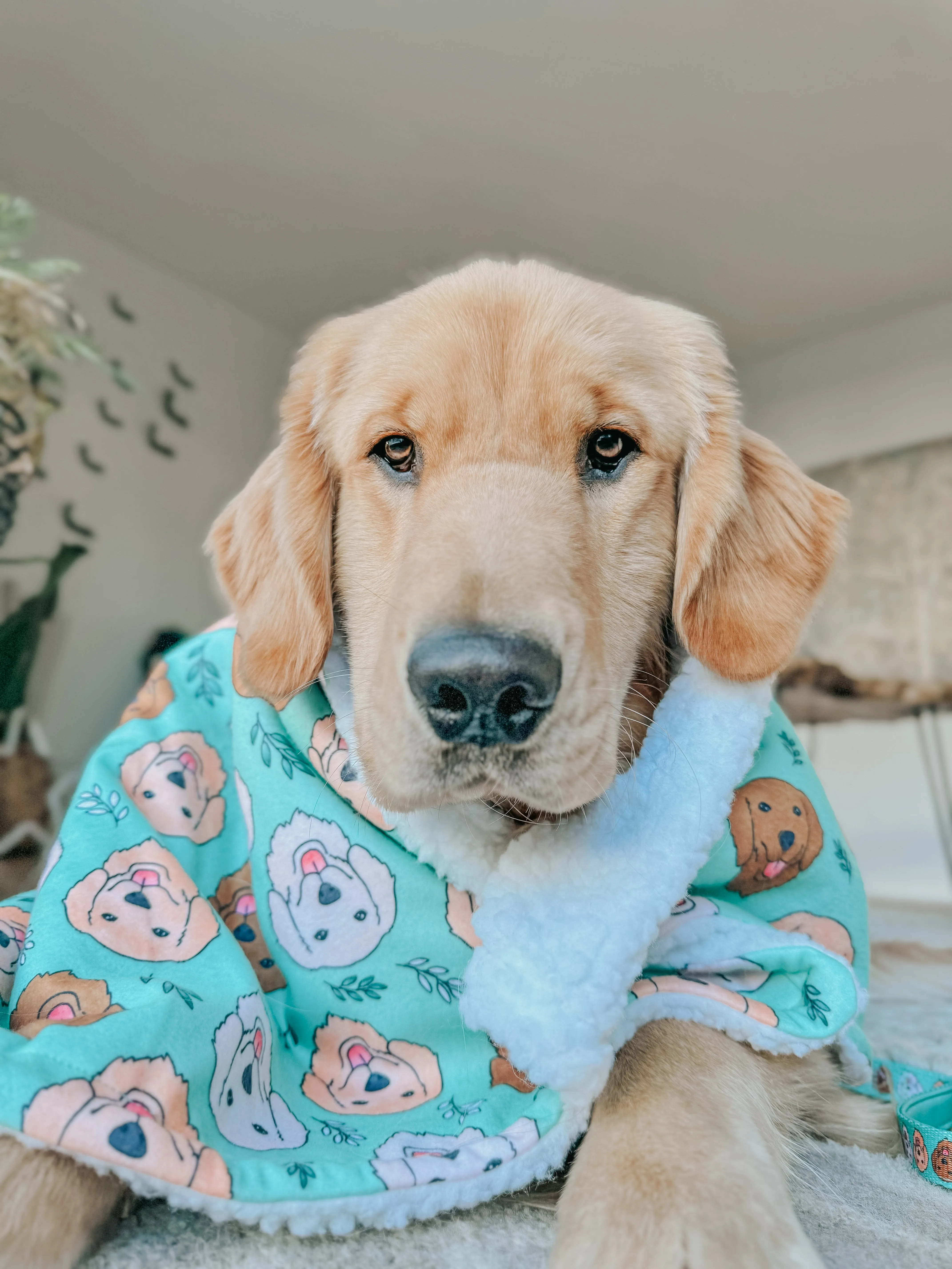 Dog Blanket - Glam Goldens