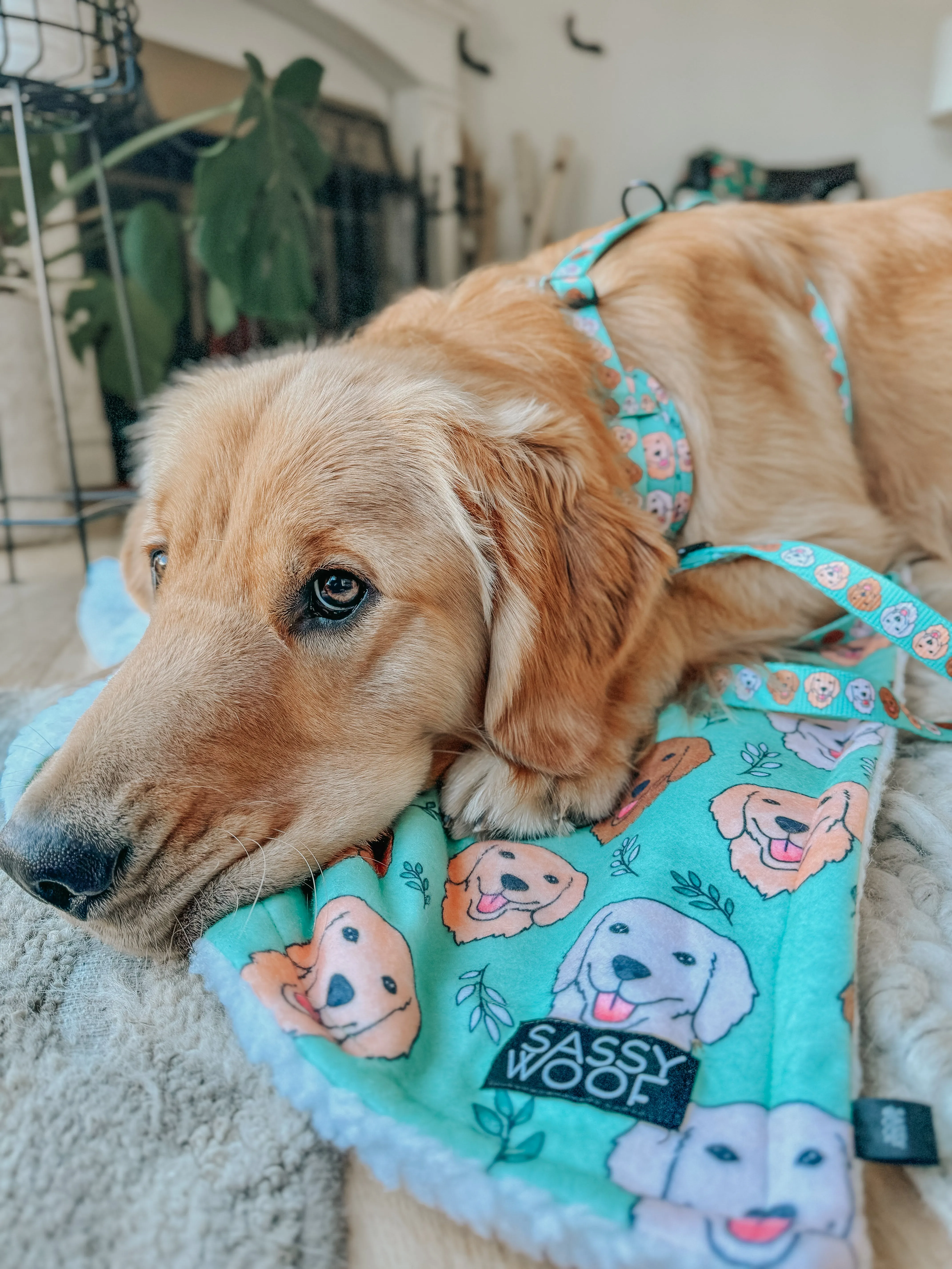 Dog Blanket - Glam Goldens